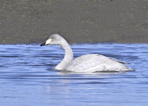 オオハクチョウ幼鳥3502