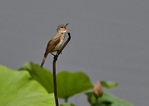オオヨシキリ1994