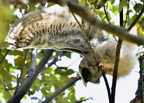 トラフズクのヒナ0206