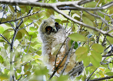 トラフズクのヒナ⑤8448