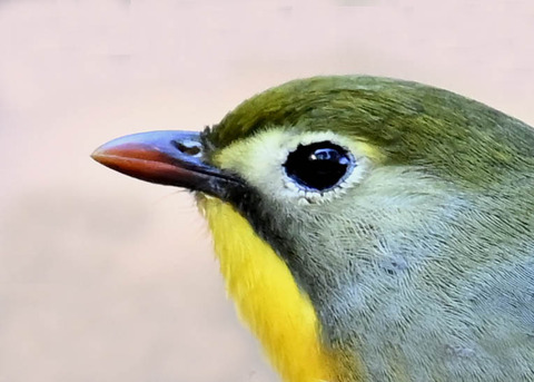 ソウシチョウ1004