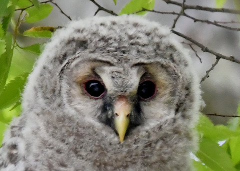 フクロウのヒナ①7598