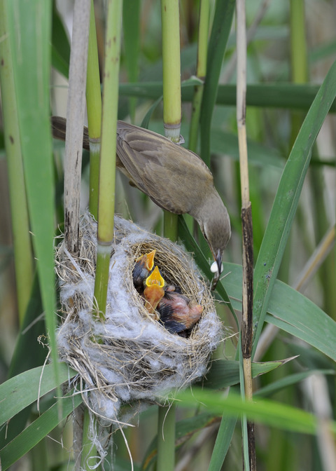 オオヨシキリのひな6367