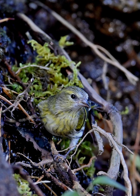 マヒワメ♀6476