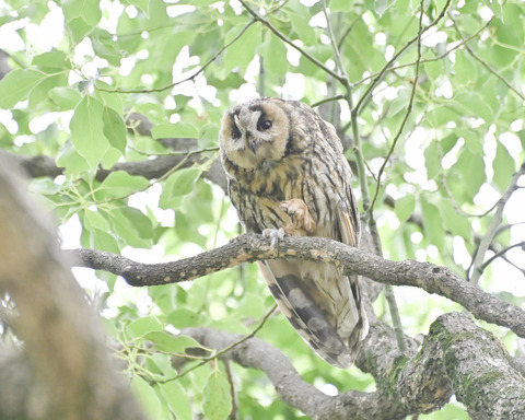 トラフズクの♀親4822