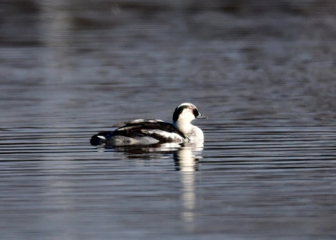 ミコアイサ♂9023