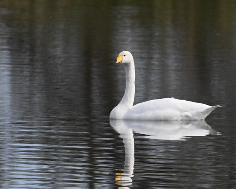 オオハクチョウ4467