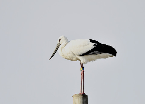 コウノトリ(ひかる)7361