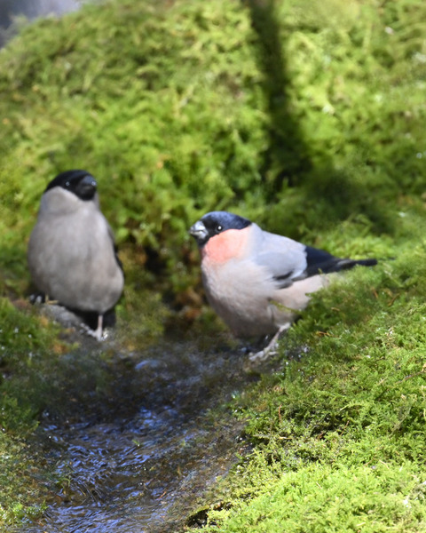 アカウソ♂・♀2506-01