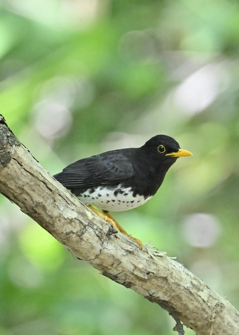 クロツグミ♂3699