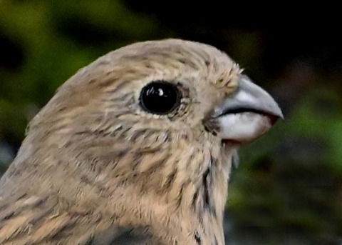 ベニマシコ♀冬羽1701(1793)