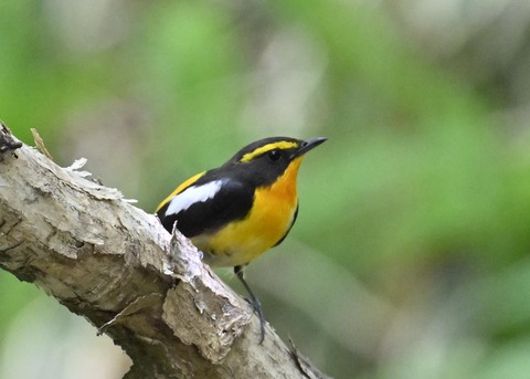 キビタキ成鳥♂6051