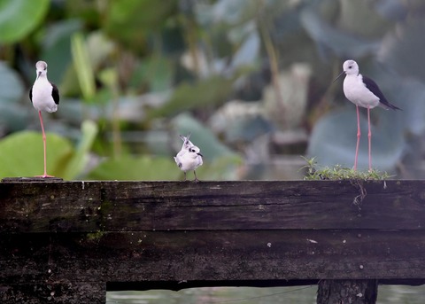 クロハラアジサシ幼鳥2796