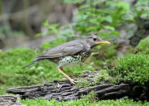 クロツグミ♀0643