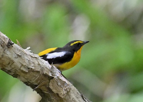 キビタキ成鳥♂6007