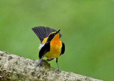 キビタキ成鳥♂5890