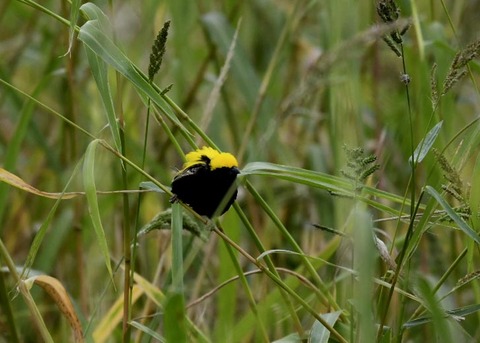 オウゴンチョウ♂2341