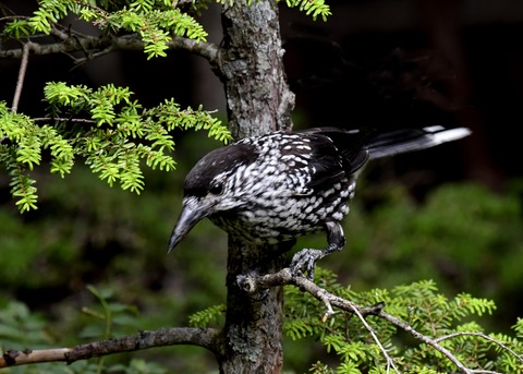 ホシガラス幼鳥3132