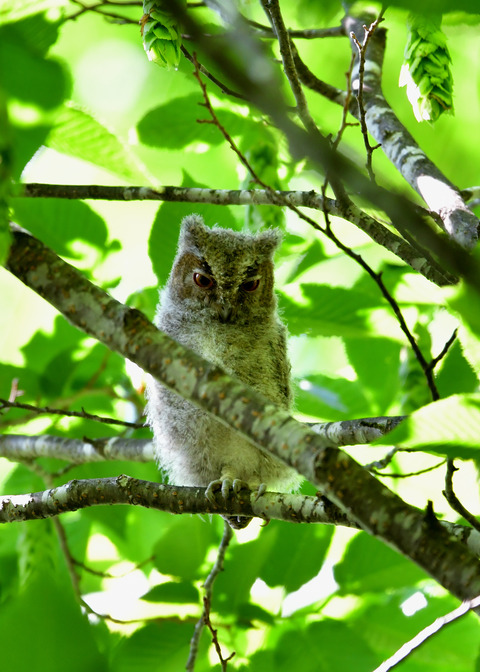 オオコノハズクのヒナ①2842