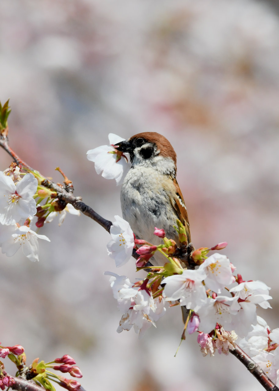 スズメページ ニュウナイスズメ日本野鳥の会 京都支部