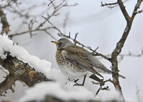 ノハラツグミ1300○