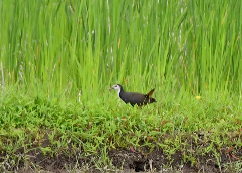 シロハラクイナ9615