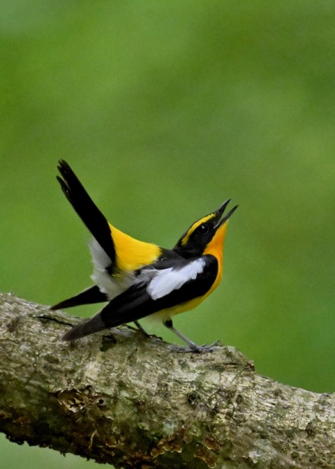 キビタキ成鳥♂5818