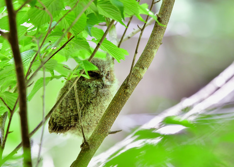 オオコノハズクのヒナ③4186