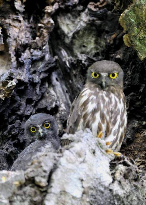 アオバズクのヒナ8203