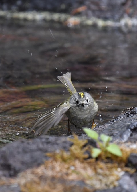 キクイタダキ9564