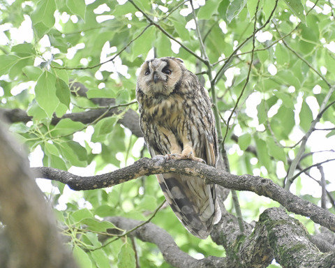 トラフズクの♀親4830