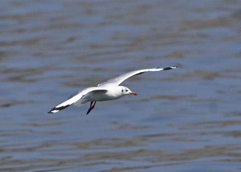 チャガシラカモメ3439