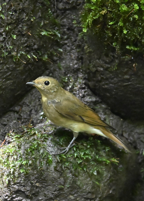 オオルリ♀3355