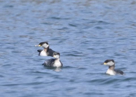 アカエリカイツブリ8195
