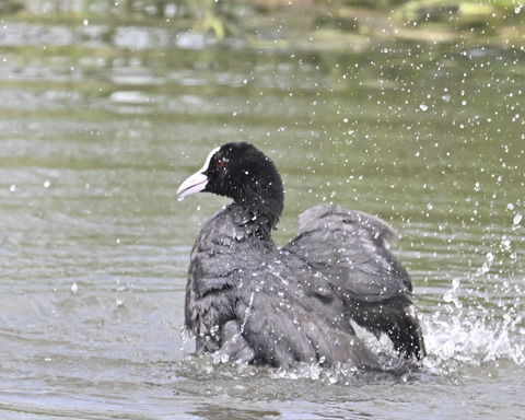 オオバンの水浴び7289