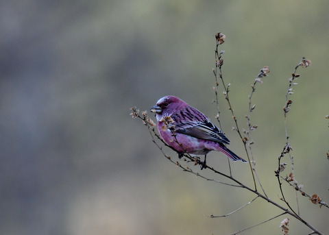 オオマシコ♂9010