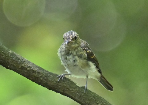キビタキ幼鳥5768