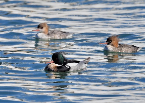 ウミアイサ♂♀2695