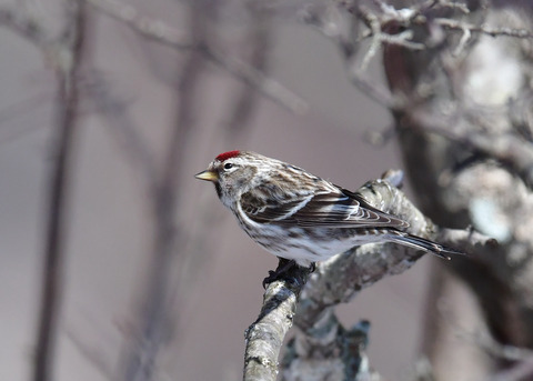 ベニヒワ♀3874