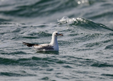 ユリカモメ1W4461