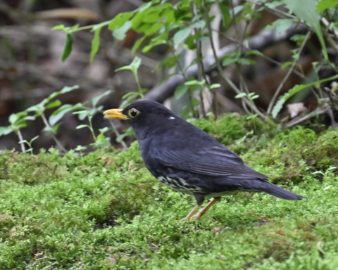 クロツグミ♂5751