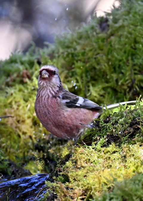 ベニマシコ♂6844