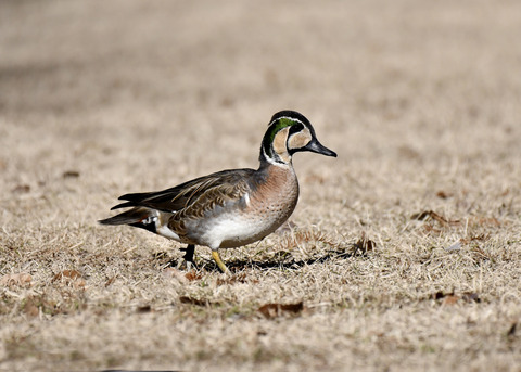 トモエガモ♂1375