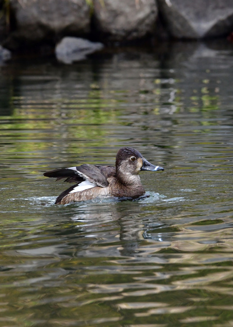 クビワキンクロ♀6903