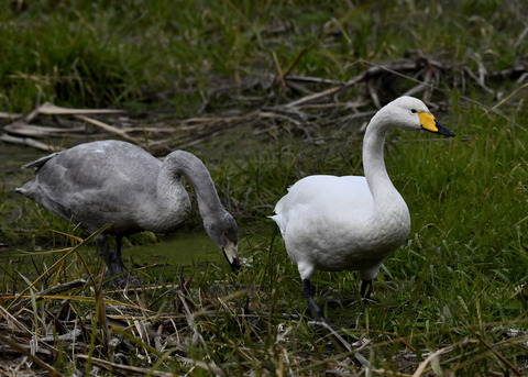 オオハクチョウ3555