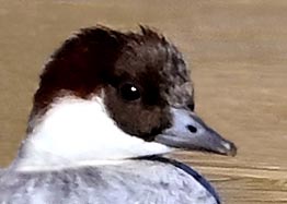 ミコアイサ0003(0070)