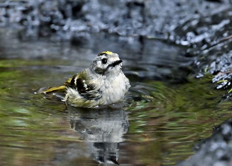 キクイタダキ♂0217