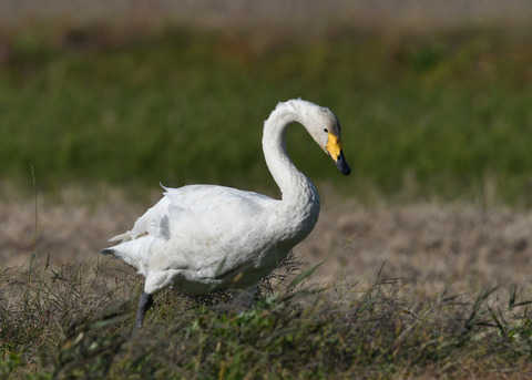 オオハクチョウ4984