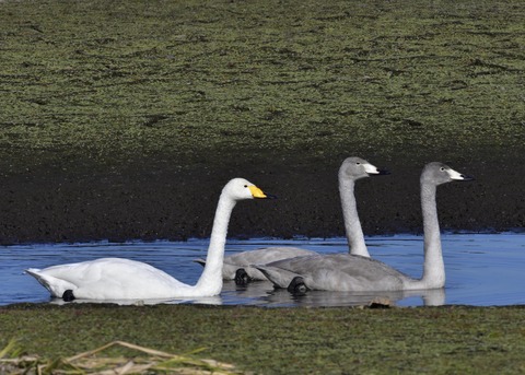 オオハクチョウ親子7799