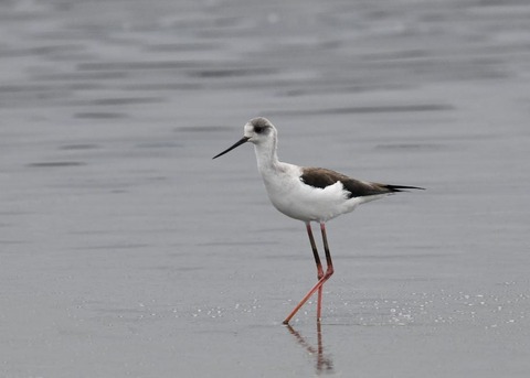 セイタカシギ3977